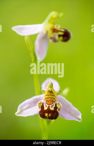 Ophrys apifera, connue en Europe sous le nom d'orchidée abeille, est une plante herbacée vivace de la famille des Orchidaceae. Banque D'Images