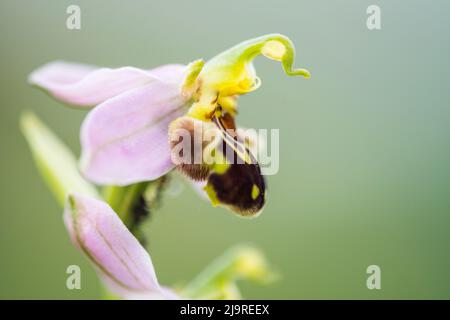 Ophrys apifera, connue en Europe sous le nom d'orchidée abeille, est une plante herbacée vivace de la famille des Orchidaceae. Banque D'Images