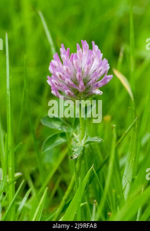 Une belle fleur de trèfle rose (Trifolium pratense) qui pousse parmi l'herbe Banque D'Images