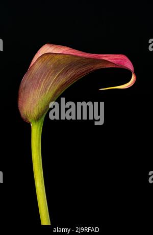 Superbes couleurs et formes spectaculaires d'une fleur rouge Calla Lily, photographiée sur fond noir Uni Banque D'Images