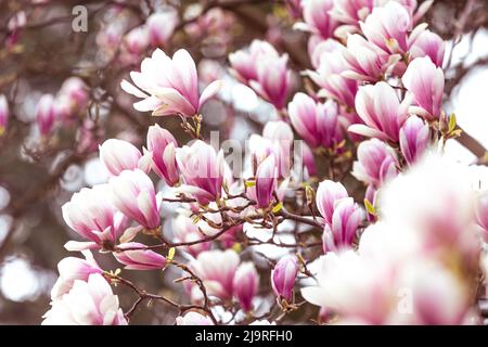 Printemps fond floral, belle fleur de lumière, rose fleurs magnolia dans une lumière douce, foyer sélectif, concept de la nature Banque D'Images