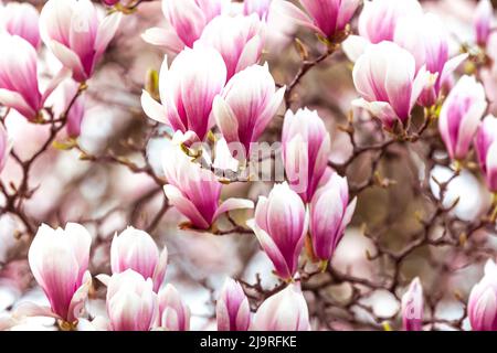 Printemps fond floral, belle fleur de lumière, rose fleurs magnolia dans une lumière douce, foyer sélectif, concept de la nature Banque D'Images