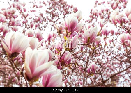 Printemps fond floral, belle fleur de lumière, rose fleurs magnolia dans une lumière douce, foyer sélectif, concept de la nature Banque D'Images