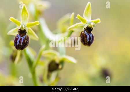 Ophrys sphègodes = Ophrys aranifera, communément appelé araignée-orchidée précoce. Banque D'Images