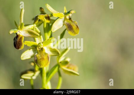 Ophrys sphègodes = Ophrys aranifera, communément appelé araignée-orchidée précoce. Banque D'Images