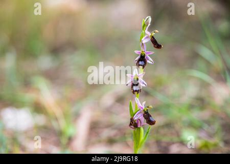 Ophrys bertolonii, communément connu sous le nom d'orchidée des abeilles de Bertoloni, est une espèce d'orchidée indigène de l'ouest et du centre de la Méditerranée. Banque D'Images