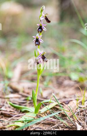 Ophrys bertolonii, communément connu sous le nom d'orchidée des abeilles de Bertoloni, est une espèce d'orchidée indigène de l'ouest et du centre de la Méditerranée. Banque D'Images