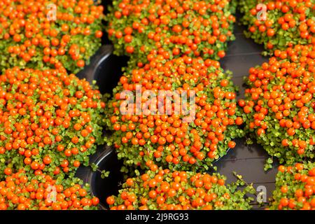 Coral Bead Plant, marché de Nertera GranadensisIn Banque D'Images