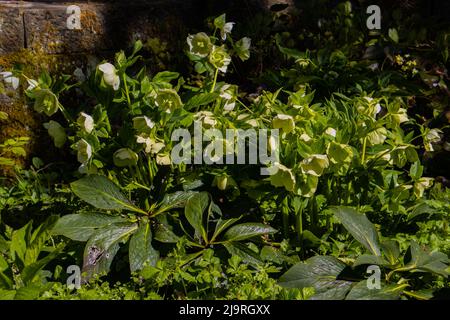 Bouquet de fleurs blanches de l'helleborus niger, également appelé rose de lenten ou Nieswurz Banque D'Images