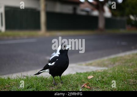 Magpie australienne, Cracticus tibicen, debout sur une pelouse à côté d'une rue de banlieue avec des miettes de nourriture sur son bec Banque D'Images