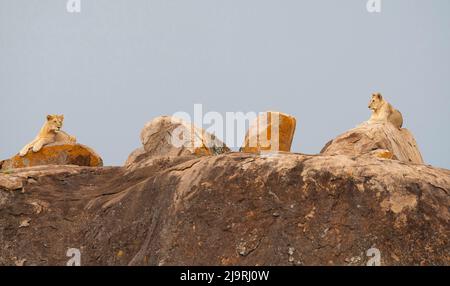 Afrique, Tanzanie, le Serengeti. Deux jeunes lions reposent sur un kopje en pierre. Banque D'Images