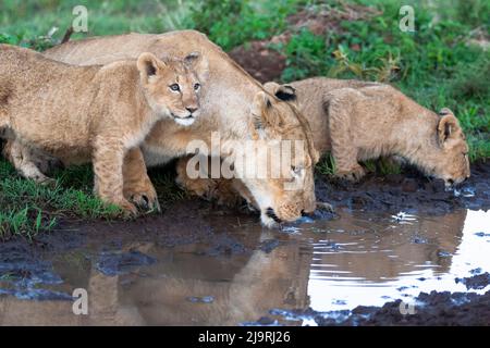 Afrique, Tanzanie. Une lionne boit d'une flaque de bord de route avec ses petits. Banque D'Images