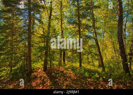 Canada, Manitoba, Parc provincial du mont Duck. Forêt pittoresque. Banque D'Images