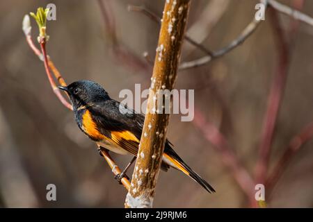 Canada, Manitoba, Matlock. American redstart dans l'arbre. Banque D'Images