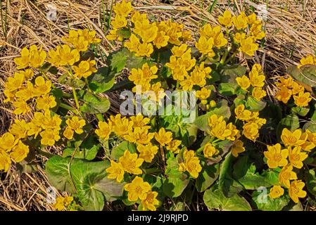 Canada, Manitoba, Matlock. Fleurs de marais marigold en gros plan. Banque D'Images