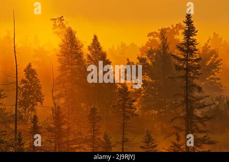 Canada, Ontario, Torrance Barrens Dark Sky Reserve. Lever du soleil sur une forêt brumeuse. Banque D'Images