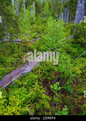 Zones humides de Grosser Filz et Klosterfilz. Forêt de primeval dans le parc national Bavarian Forest près de Sankt Oswald. Europe, Europe centrale, Allemagne, Bavari Banque D'Images