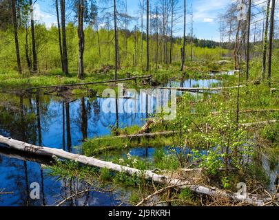 Ruisseau près de la zone humide de Grosser Filz et Klosterfilz dans le parc national de la forêt bavaroise près de Sankt Oswald. Allemagne, Bavière. Banque D'Images