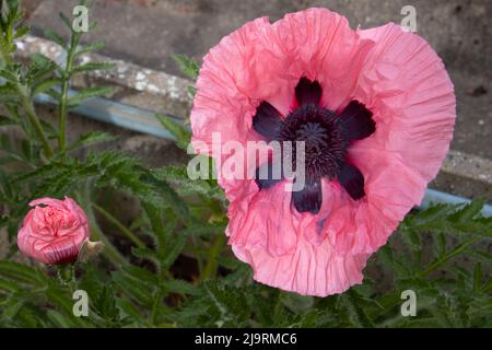 Vue de dessus d'un coquelicot oriental rouge, Papaver orientale Banque D'Images