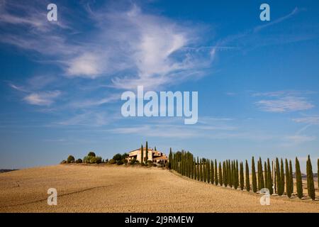 Italie, Toscane. Des arbres toscans bordent une route menant à un agriturismo. Banque D'Images