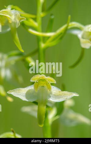 Platanthera chlorantha, communément appelé grande orchidée papillon, est une espèce d'orchidée du genre Platanthera. Banque D'Images