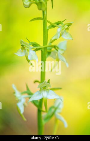 Platanthera chlorantha, communément appelé grande orchidée papillon, est une espèce d'orchidée du genre Platanthera. Banque D'Images