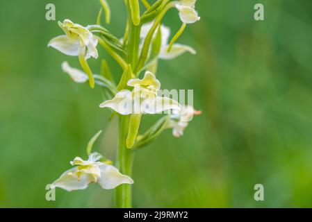 Platanthera chlorantha, communément appelé grande orchidée papillon, est une espèce d'orchidée du genre Platanthera. Banque D'Images