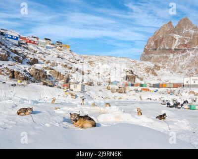 Chien de traîneau reposant sur la glace de mer d'un fjord pendant l'hiver, Uummannaq dans le nord-ouest du Groenland, au-delà du cercle arctique. Groenland, territoire danois Banque D'Images