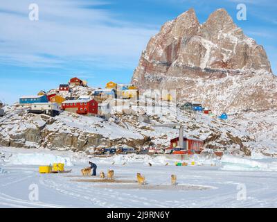 Chien de traîneau reposant sur la glace de mer d'un fjord pendant l'hiver, Uummannaq dans le nord-ouest du Groenland, au-delà du cercle arctique. Groenland, territoire danois Banque D'Images