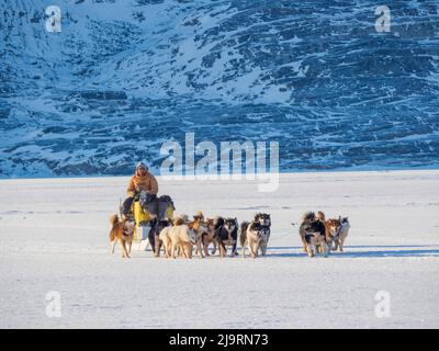 Le pêcheur ramène sa prise au village à l'aide d'un traîneau à chiens. Chien de traîneau avec des chiens du Groenland pendant l'hiver près d'Uummannaq dans le nord-ouest du Groenland beyo Banque D'Images