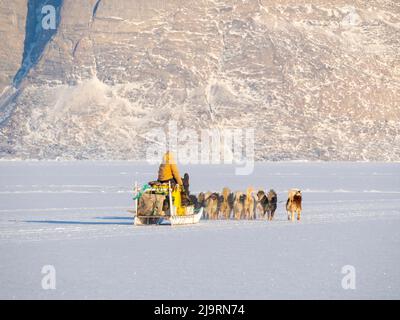 Le pêcheur ramène sa prise au village à l'aide d'un traîneau à chiens. Chien de traîneau avec des chiens du Groenland pendant l'hiver près d'Uummannaq dans le nord-ouest du Groenland beyo Banque D'Images