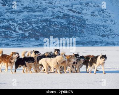 Le pêcheur ramène sa prise au village à l'aide d'un traîneau à chiens. Chien de traîneau avec des chiens du Groenland pendant l'hiver près d'Uummannaq dans le nord-ouest du Groenland beyo Banque D'Images