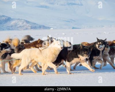 Le pêcheur ramène sa prise au village à l'aide d'un traîneau à chiens. Chien de traîneau avec des chiens du Groenland pendant l'hiver près d'Uummannaq dans le nord-ouest du Groenland beyo Banque D'Images