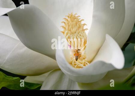 Le magnolia du sud fleurit en pleine floraison avec des abeilles. Banque D'Images