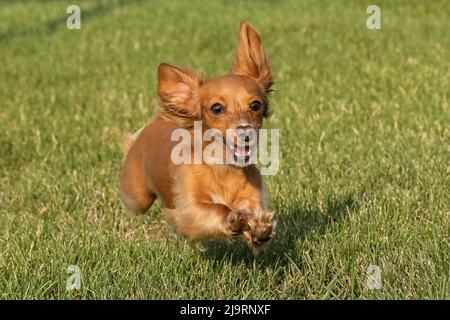 Dachshund miniature tournant vers la caméra. Banque D'Images