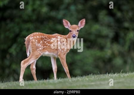 Très jeune cerf de Virginie fauve Banque D'Images