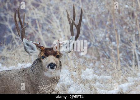 Buck de cerf mulet, gros plan en hiver Banque D'Images