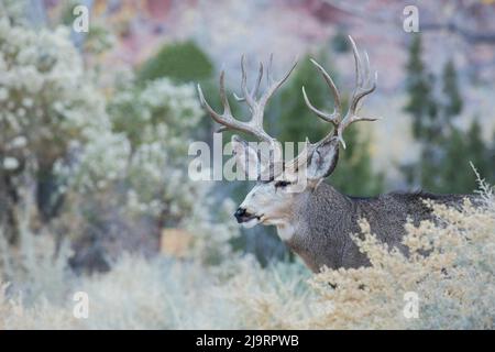 Buck le cerf mulet Banque D'Images