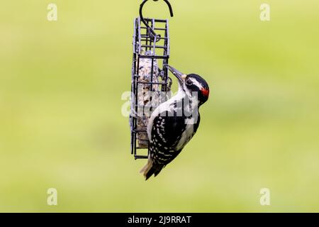 Pic à bois poilu mâle sur le distributeur de gâteau de suet, Marion County, Illinois. Banque D'Images