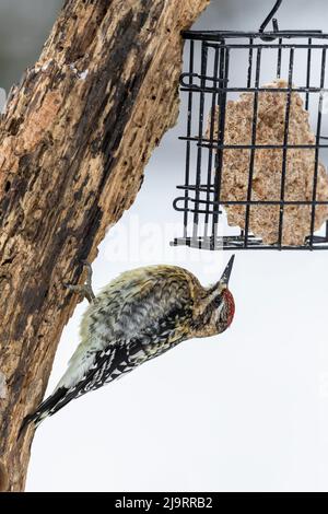 sapsucker à ventre jaune immature au panier de suet, Marion County, Illinois. Banque D'Images