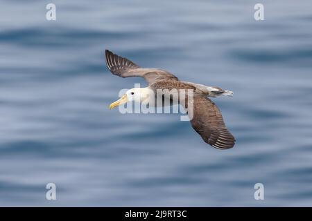 Vol d'albatros ondulés, île d'Espanola, îles Galapagos, Équateur. Banque D'Images