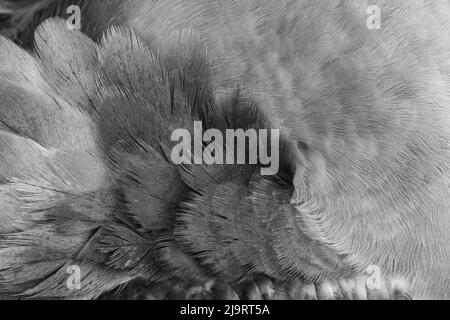 Motif plumes sur le booby à pieds rouges pour jeunes. Île de Genovesa, Îles Galapagos, Équateur. Banque D'Images