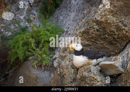 Macareux à cornes, Bird Island, parc national et réserve du lac Clark, Alaska Banque D'Images