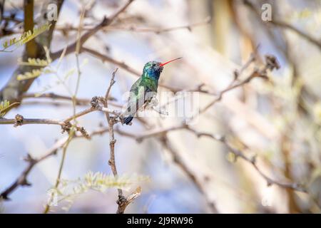 États-Unis, Arizona, Catalina. Colibris à large bec, mâle, adulte, sur le membre. Banque D'Images