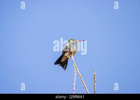 États-Unis, Arizona, Catalina. Colibris à large bec, mâle, adulte, sur le membre. Banque D'Images