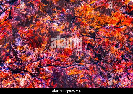 Bois pétrifié, Crystal Forest, parc national de Petrified Forest, Arizona. Banque D'Images