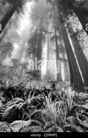 Vue panoramique sur les séquoias dans le brouillard. Parc national de Redwood, Californie Banque D'Images