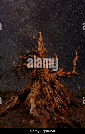 PIN de Bristlecone et voie lactée, White Mountains, Inyo National Forest, Californie Banque D'Images