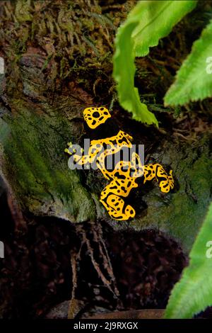 États-Unis, Californie, long Beach. Grenouille-flèche empoisonnée captive à bande jaune sur la roche de l'Aquarium du Pacifique. Banque D'Images