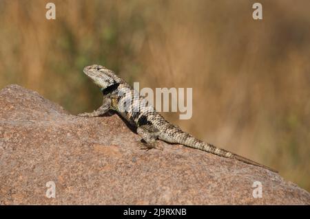 États-Unis, Californie. Lézard épineux à dos jaune juvénile mâle sur la roche. Banque D'Images